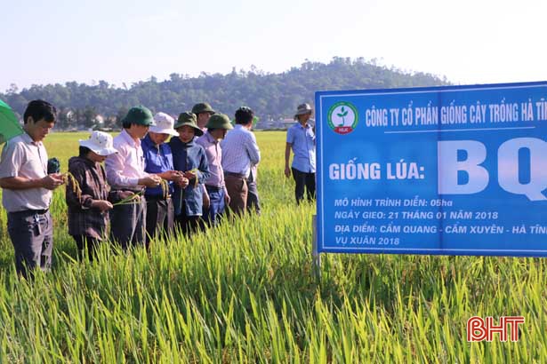 Vụ xuân 2018, Hà Tĩnh chọn thêm 3 giống lúa triển vọng