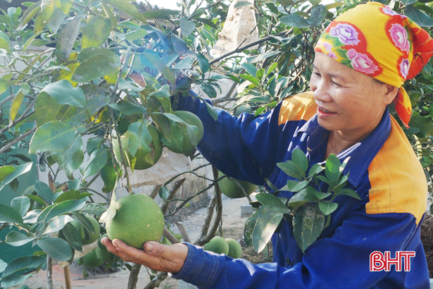 Sắc thắm vùng trà sơn